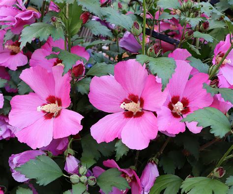 Summer Long Flowering Shrubs Vibrant Flowering Shrubs That Keep