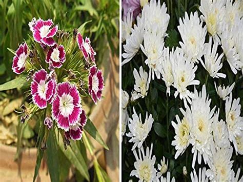 Dimorphotheca Pluvialis Glistening White Seeds : Amazon.in: Garden ...