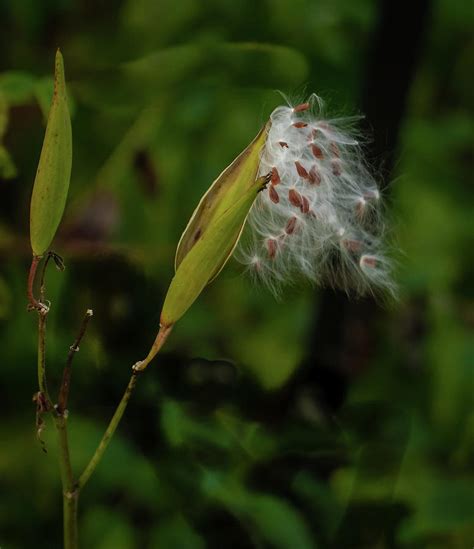 Exploding Seed Pods Compilation 的图像结果