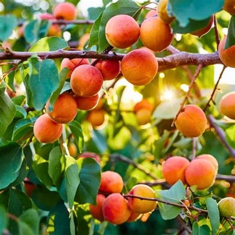 Cobra Fern (Asplenium Nidus fern) - Plant – Lalit Enterprise