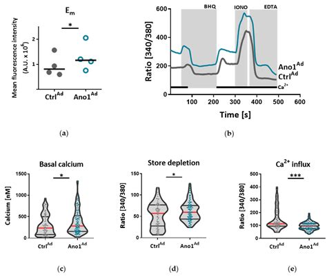 Endothelial Dysfunction Following Enhanced TMEM16A Activity in Human ...