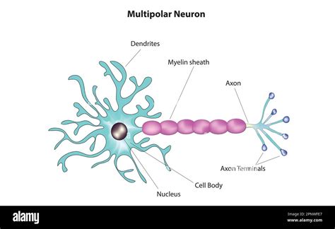Multipolar Neuron Model 的图像结果