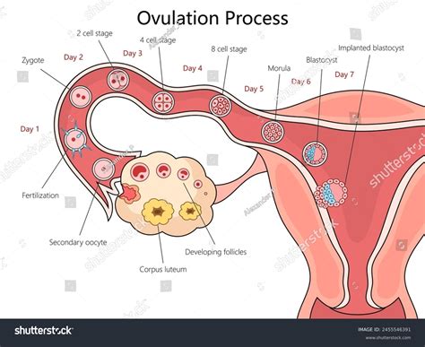 Etapas de la ovulación y la: vector de stock (libre de regalías) 2455546391 | Shutterstock