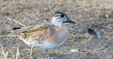 Baikal-Knickente (Sibirionetta formosa), Bimaculate Duck oder Squawk ...