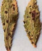 TNAU Agritech Portal :: Crop Protection