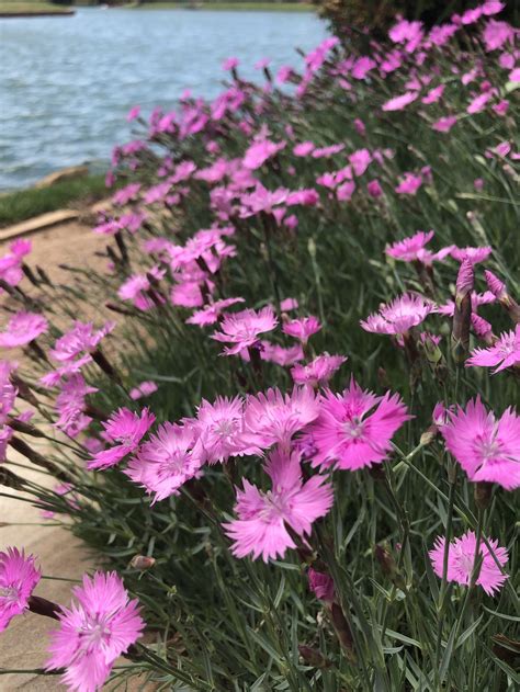 perennials — BLOG — Hall | Stewart Lawn & Landscape