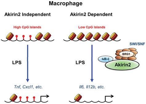 Chromatin Remodeling and Transcriptional Control in Innate Immunity ...
