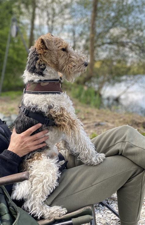 Fox Terriers, Wire Fox Terrier Puppies, Perro Fox Terrier, Wirehaired ...