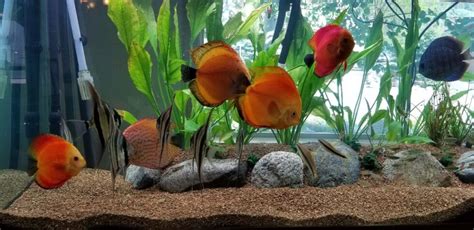 Discus Tank 的图像结果