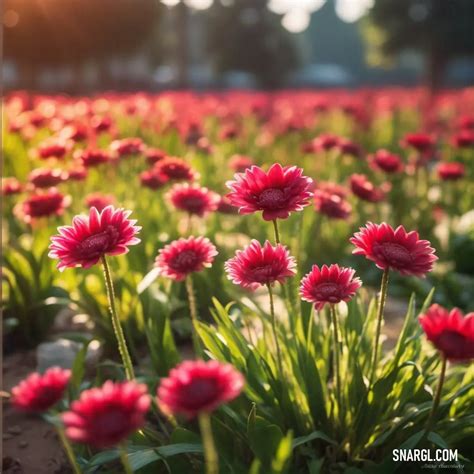 Radical Red: Color Overview, Examples, and Uses