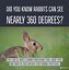 Image result for Baby Rabbit Facts