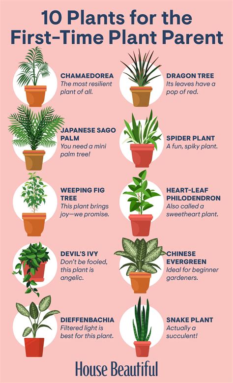 Top 10 Indoor Plants Low Maintenance