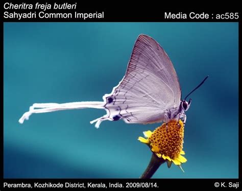 Cheritra freja | Butterfly