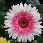 Image result for Gerbera Daisy Annual or Perennial