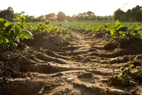Why Does Jesus Speak in Parables? — King's Hill Church