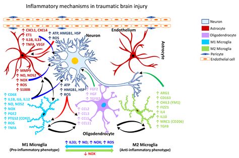 Molecular Mechanisms Underlying Neuroinflammation Elicited by Occupational Injuries and Toxicants