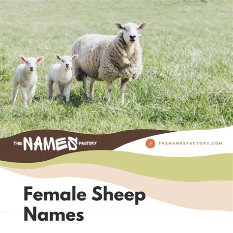 160+ Unique Fun Sheep Names Ideas You Won't Believe!