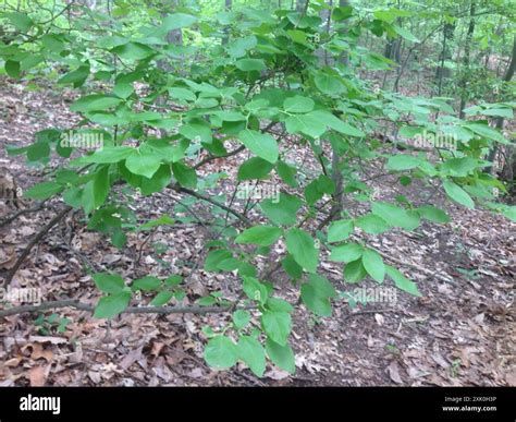 Northern highbush blueberry (Vaccinium corymbosum) Plantae Stock Photo ...
