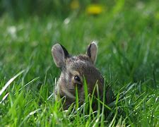 Image result for Eastern Cottontail Baby