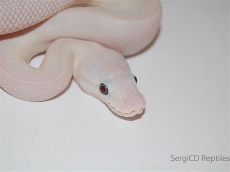 Image result for Ghost Python Morph