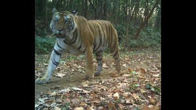 Refreshing images of a roaring tiger surfaces in Dalma | Ranchi News ...