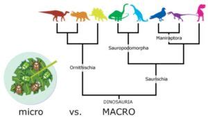 Image result for Macroevolution Fossils