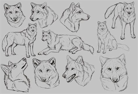 Wolf Drawing Reference and Sketches for Artists