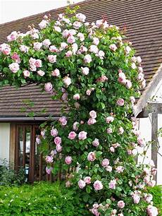 Climbing Plants For Walls by Top 10 Beautiful Climbing Plants For Fences And Walls Climbing Plants For Walls