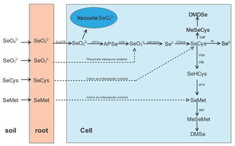 Advances in Research on the Involvement of Selenium in Regulating Plant ...