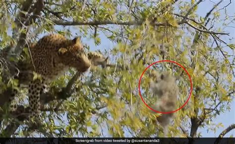 South Africa Leopard Climbed To Attack Monkey And Shaking Tree Video ...