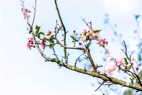 18首春天的绝美诗词，在诗意中赏一场春暖花开 - 知乎