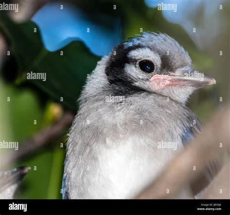 Baby Blue Jay Stock Photo - Alamy