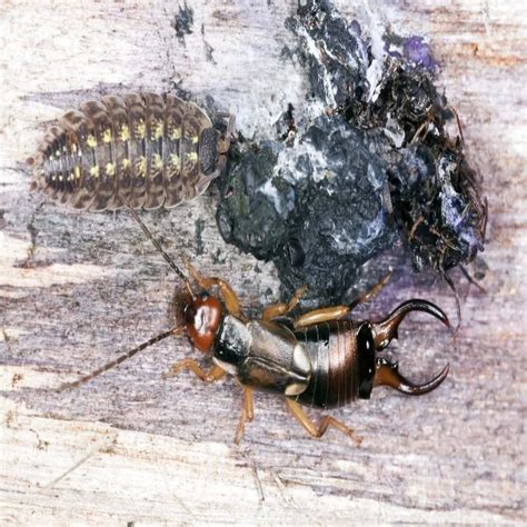Pincher Bugs: 11 Facts About Earwigs You Need to Know