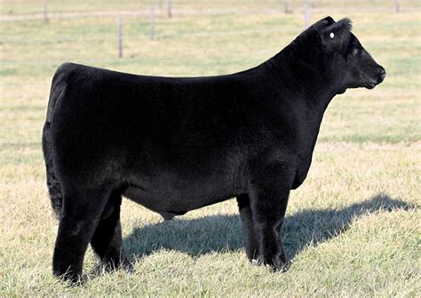 American Maine Anjou Association