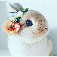 Image result for Super Cute Baby Animals Funny