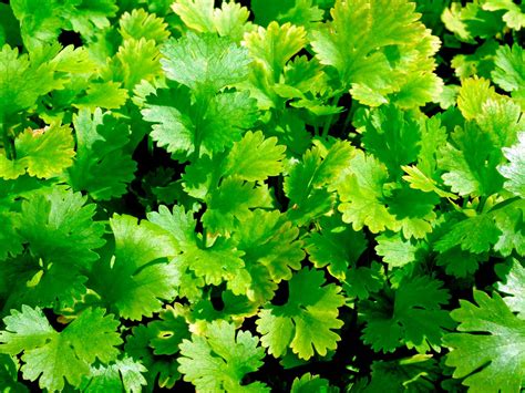 How to grow and care for coriander | Love The Garden