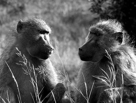Image result for Baboon Communication