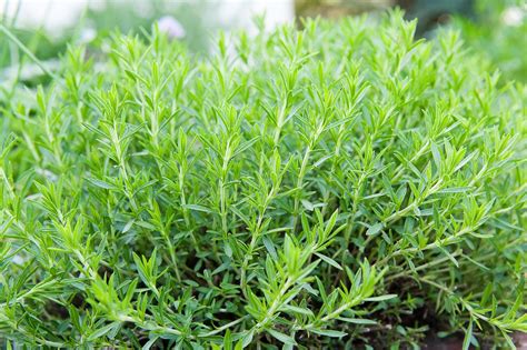 Tarragon: Care and Growing Guide