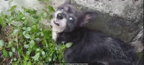 Image result for Exploding Chihuahua