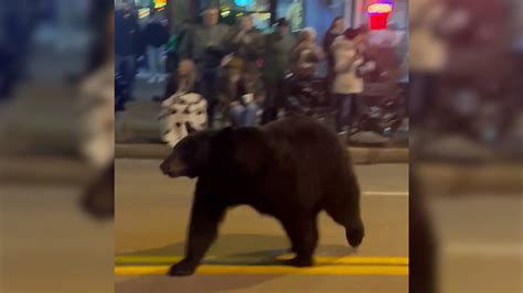 Video shows Gatlinburg Christmas parade being crashed by black bear
