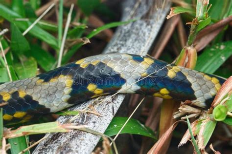 Image result for Python Snake Tail