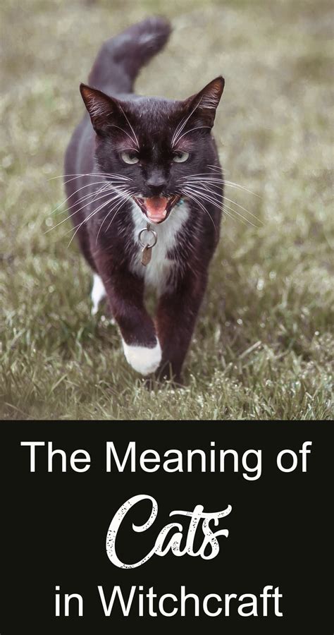 Meaning of Cats in Witchcraft