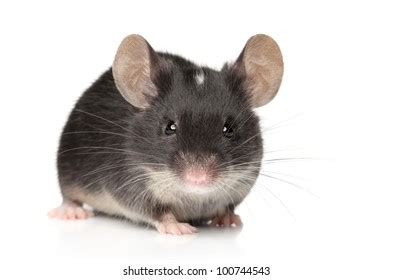 Image result for Tiny Mouse On Computer Screen