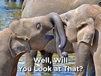 Well, Will You Look at That? Noses eBook : Ford, Brent A., Hazlehurst ...