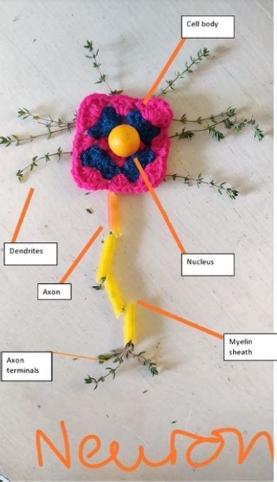 Neuron Model Project 的图像结果