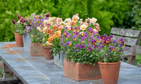 How to Plant, Grow & Care for Violas & Pansies | Sarah Raven