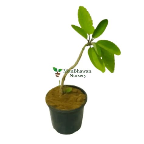 Buy Patharchatta Plant / Kalanchoe Pinnata / Bryophyllum Online ...