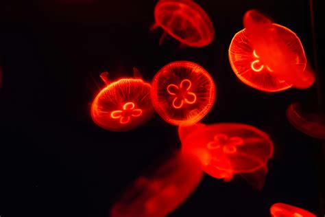 Red Jellyfish Wallpapers - Top Free Red Jellyfish Backgrounds ...