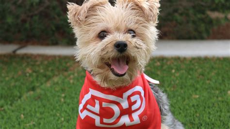 Working at ADP | Glassdoor