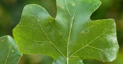 Post oak leaves have scratch texture, cross shape